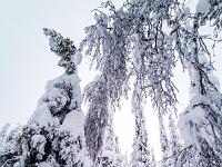 Riisitunturi National Park